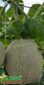 melon crops in cropfield