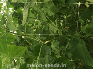 Tutoring in cucumber crops.