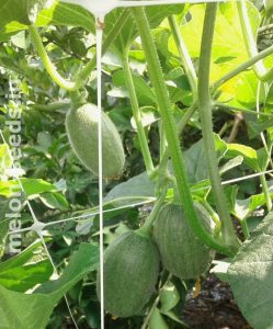 Close up view of trellis netting in melon crops.