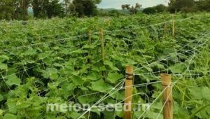 Melon crops in open field. 