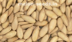 An excellent quality melon seeds.